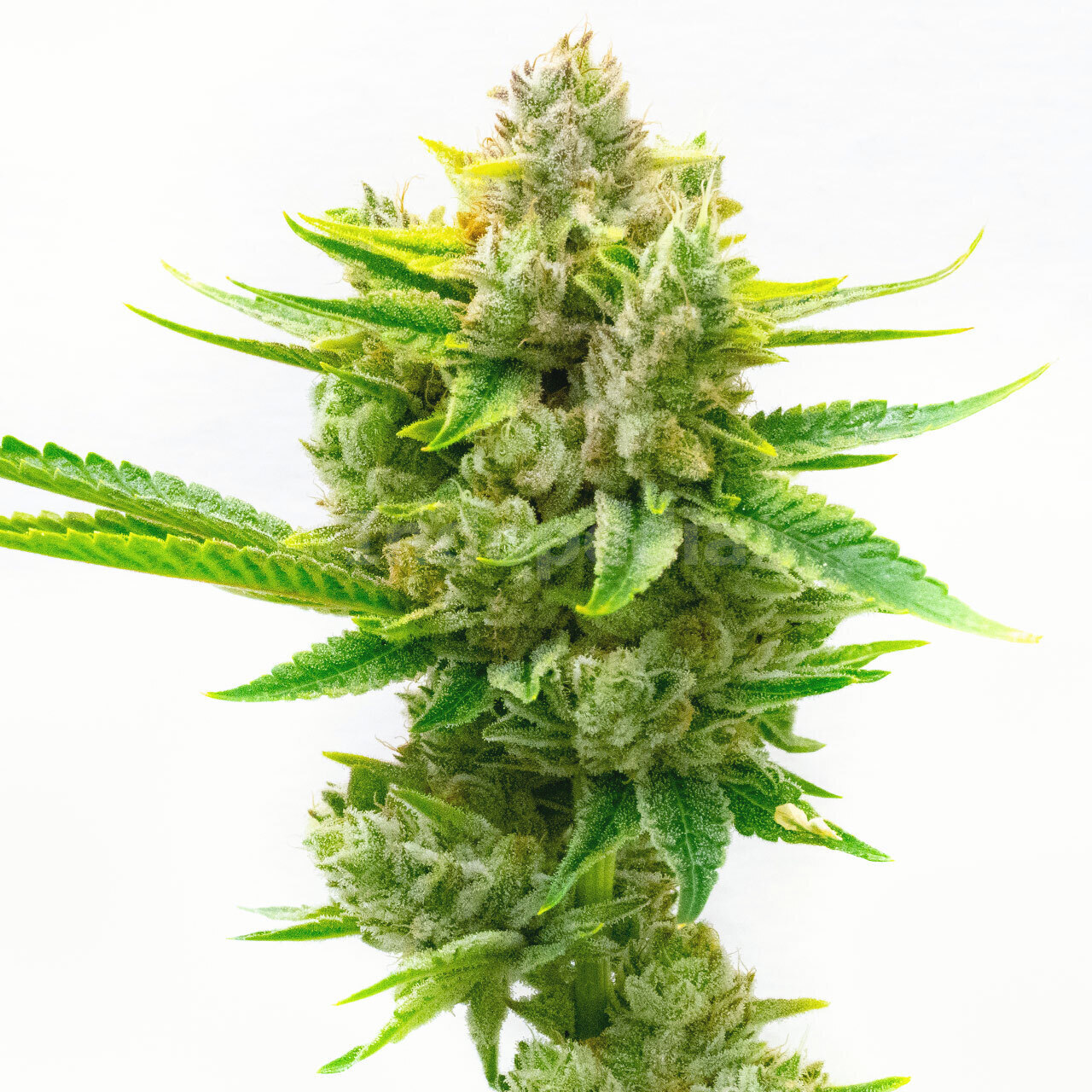 CBD Critical Mass Autoflower Cannabis Seeds