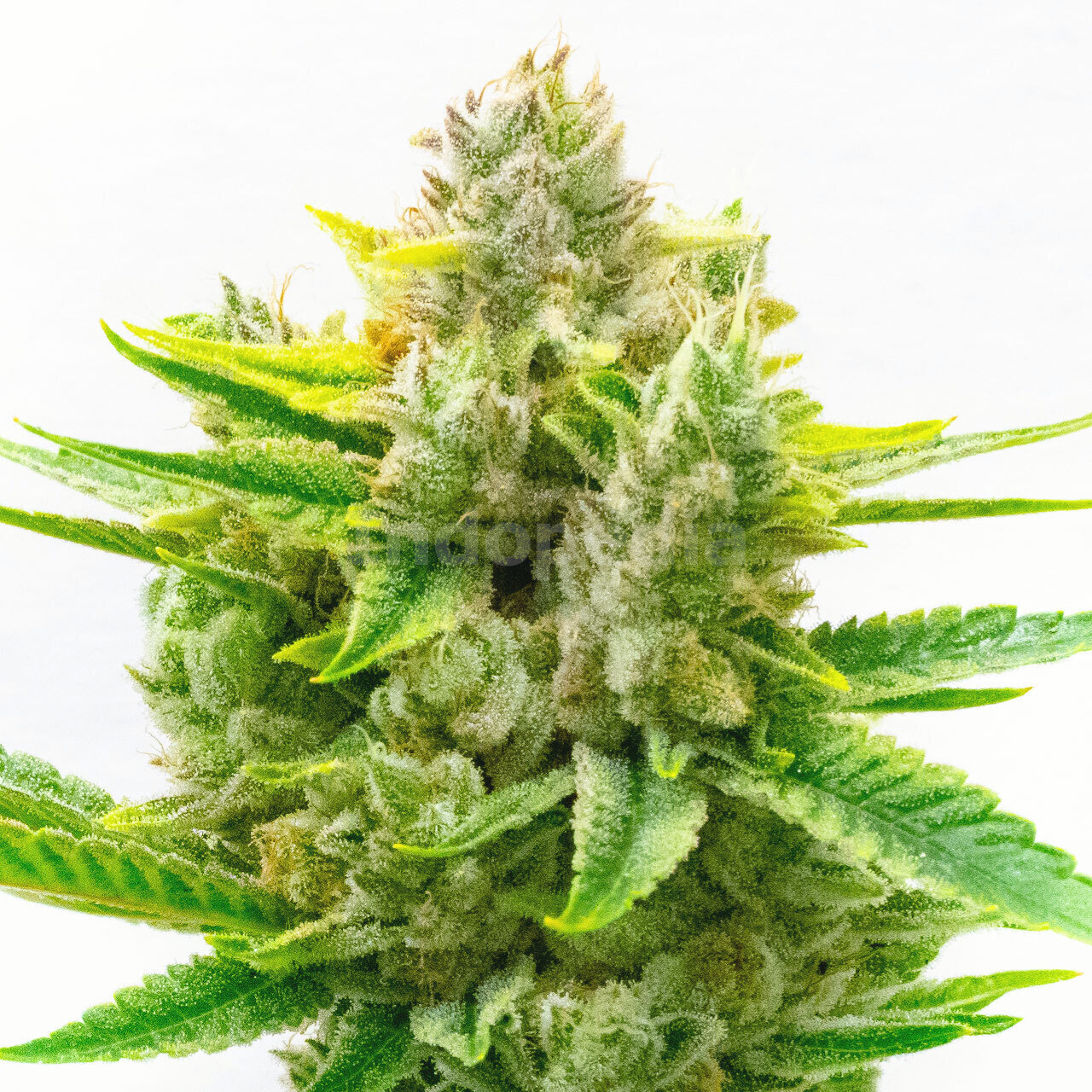 CBD Critical Mass Feminized Cannabis Seeds