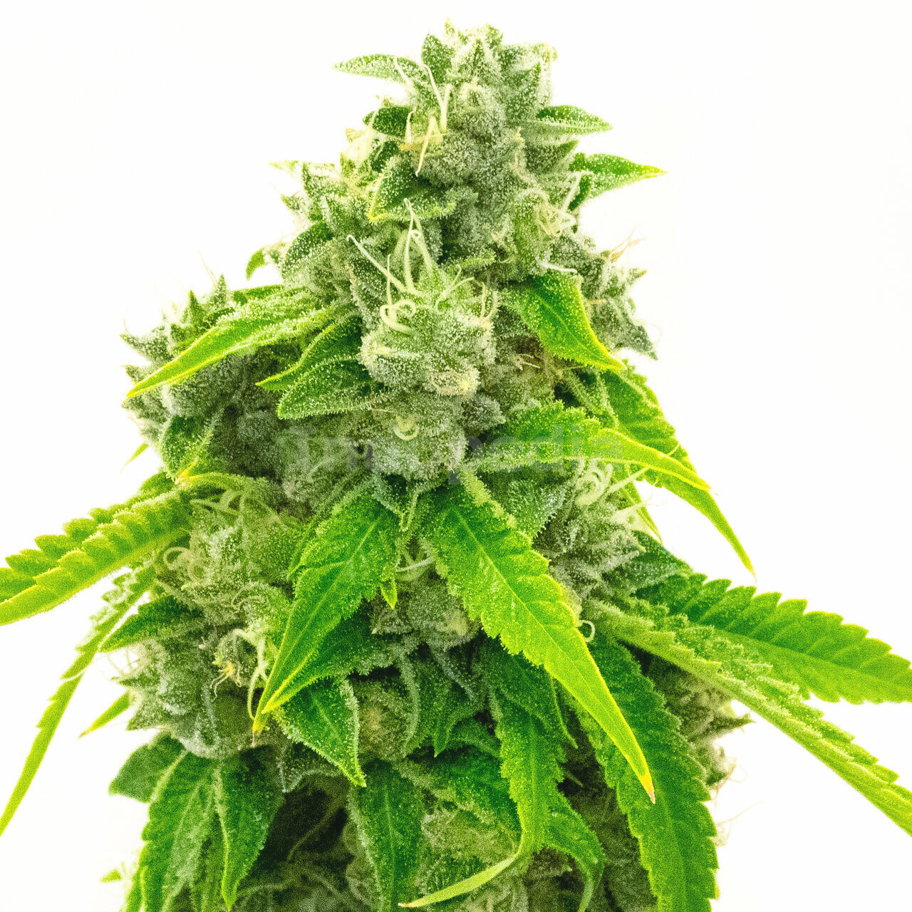 CBD Diesel Feminized Cannabis Seeds