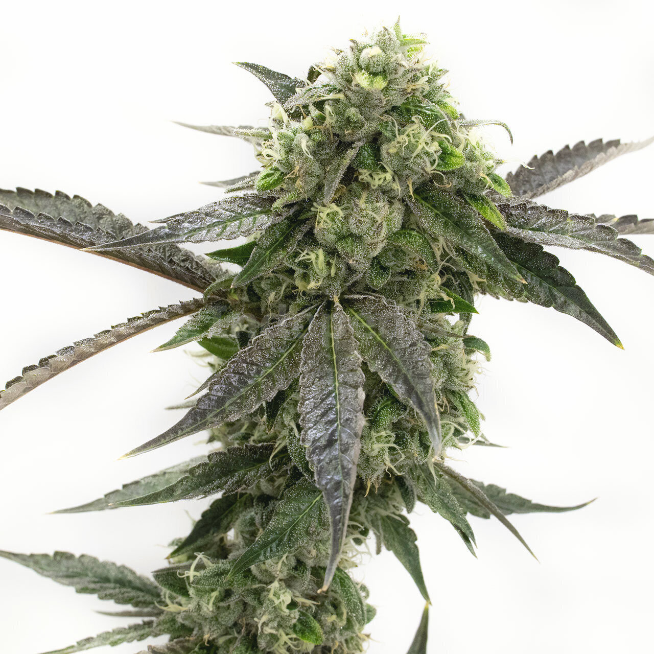 CBD Girl Scout Cookies Feminized Cannabis Seeds