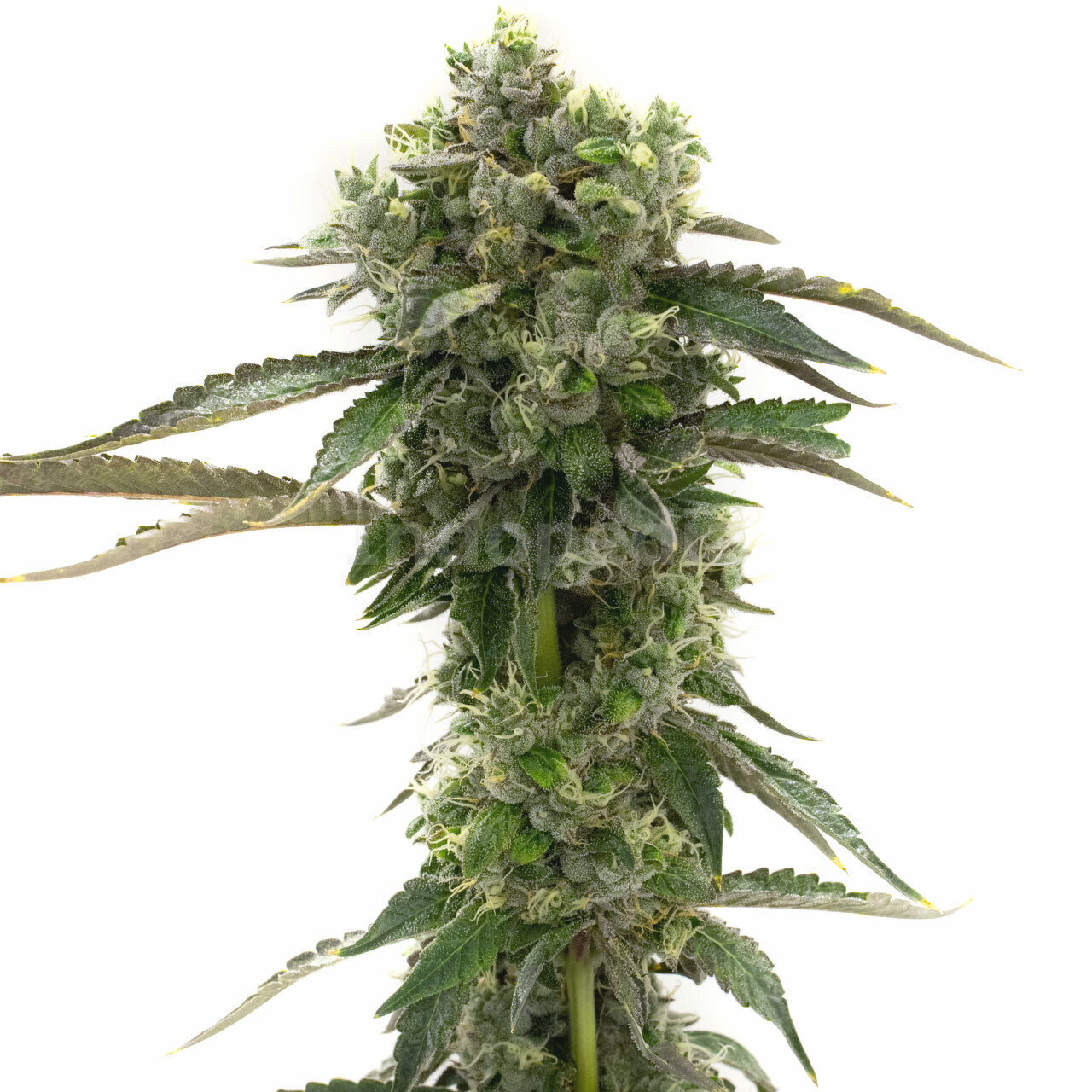 CBD Kush Feminized Cannabis Seeds