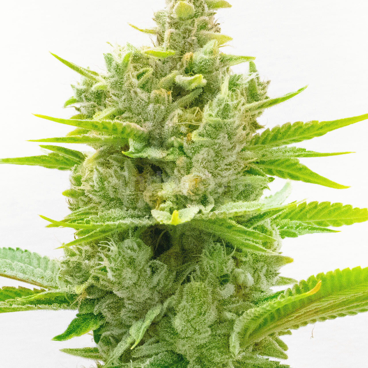 CBD Ratio 1:30 Feminized Cannabis Seeds