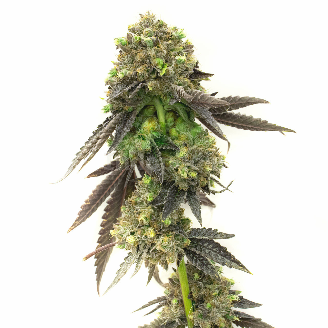 Cement Shoes Feminized Cannabis Seeds