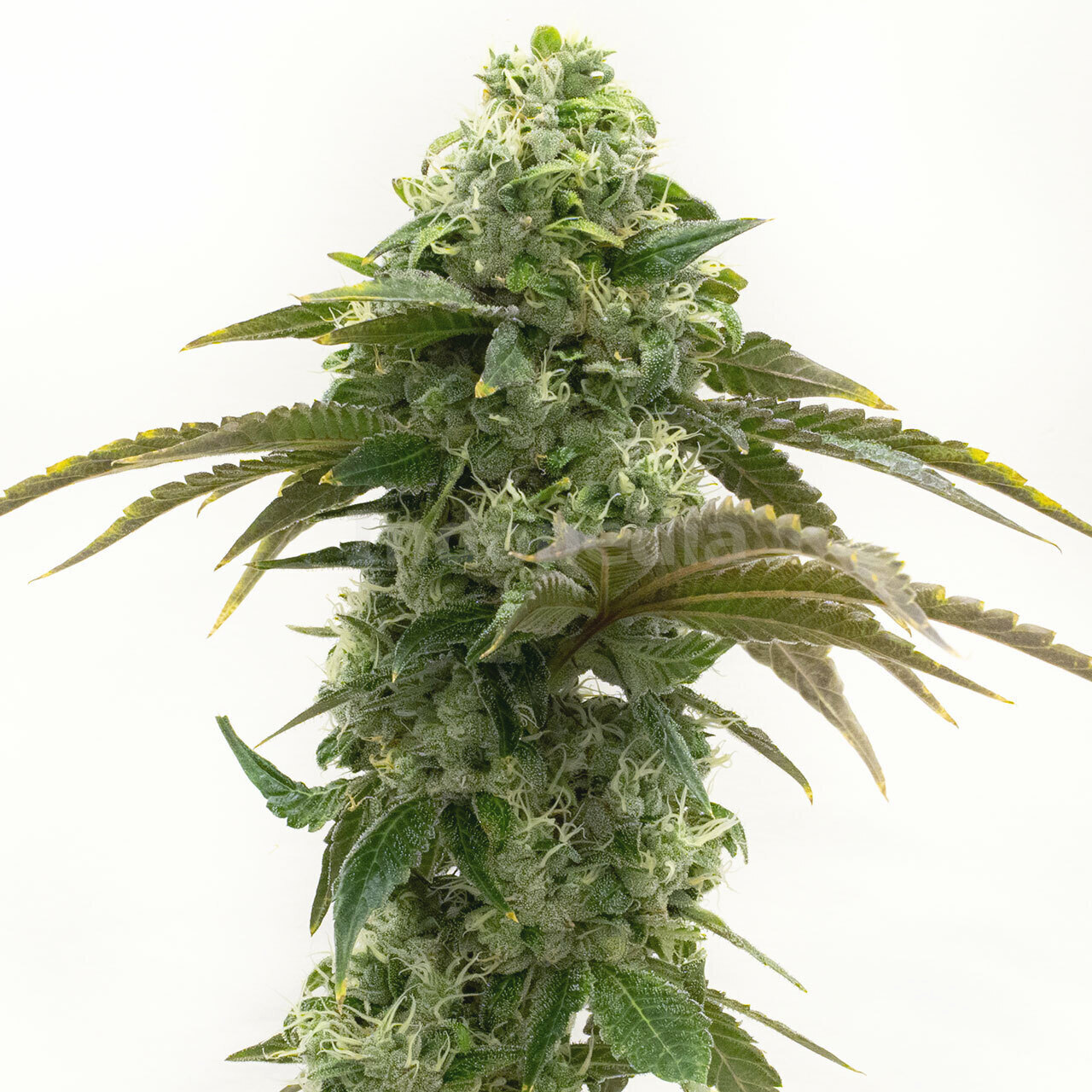 Cheese Autoflower Cannabis Seeds