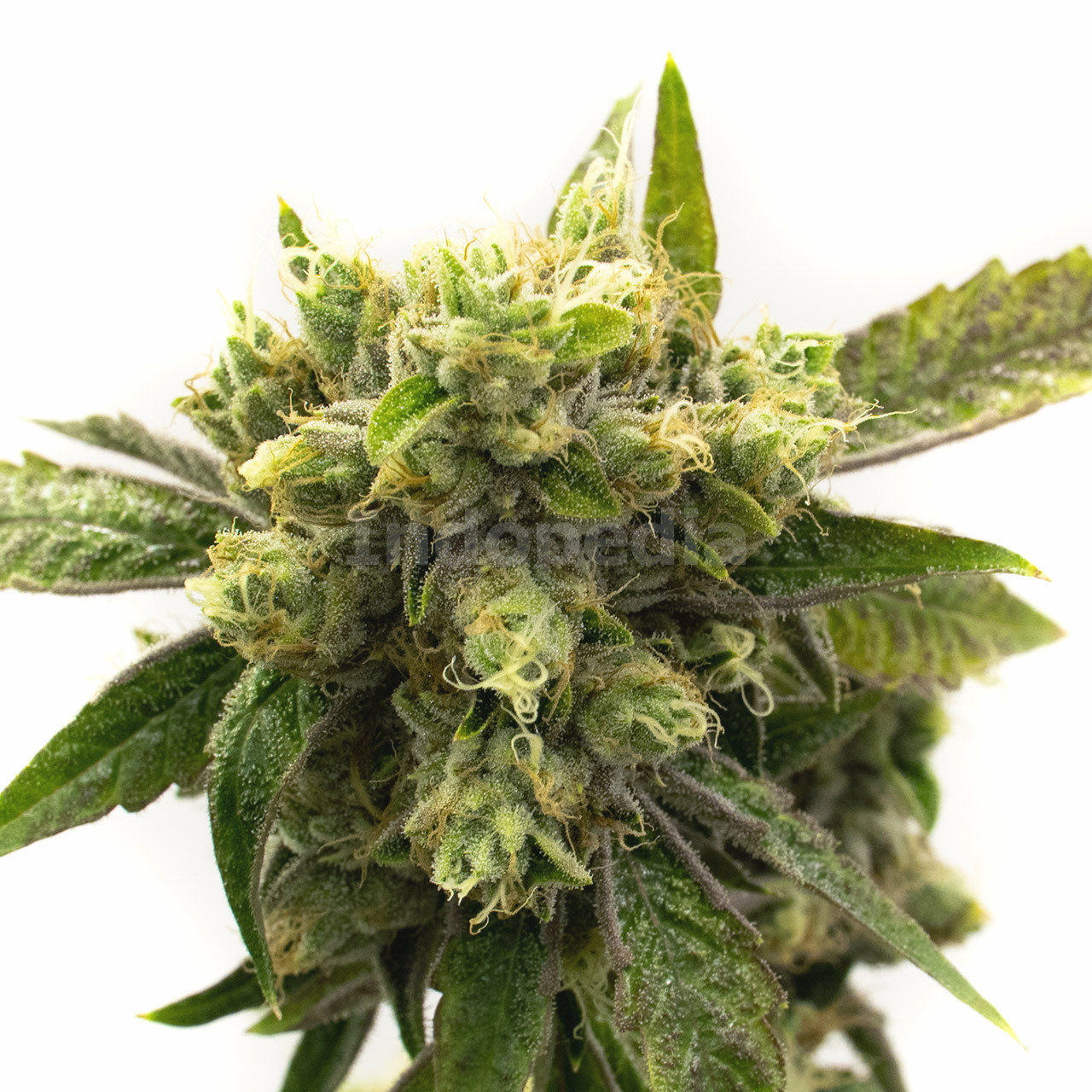 Chemdawg #4 Feminized Cannabis Seeds