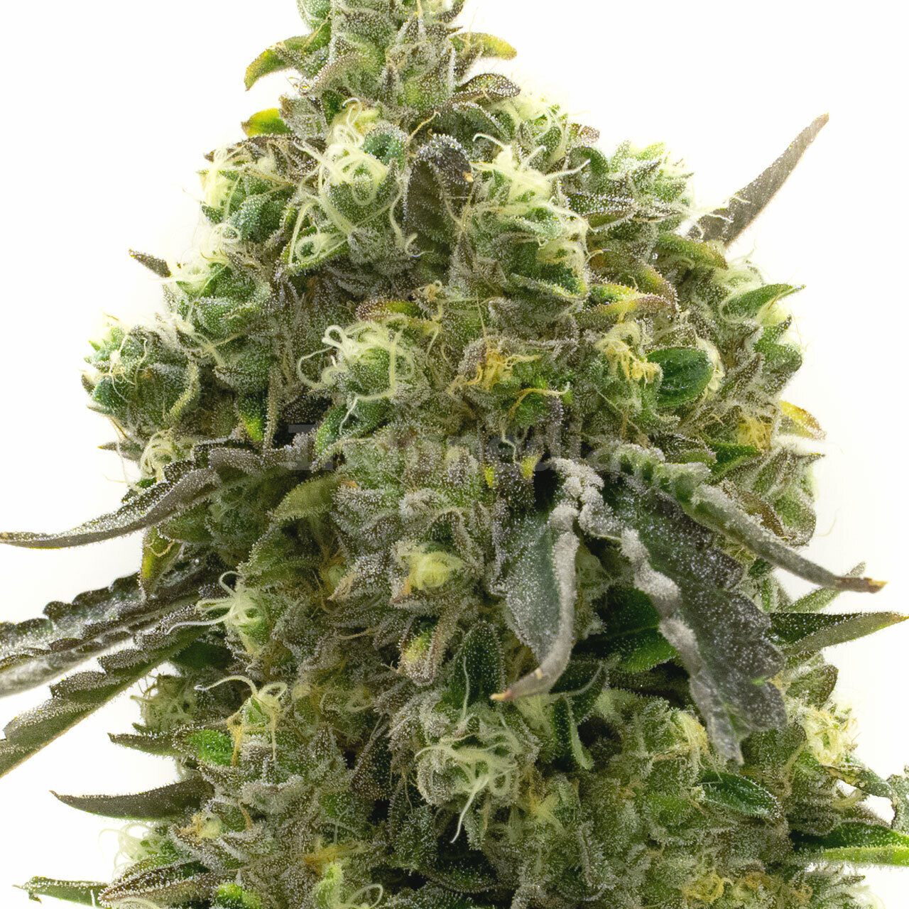 Cherry Pie Feminized Cannabis Seeds