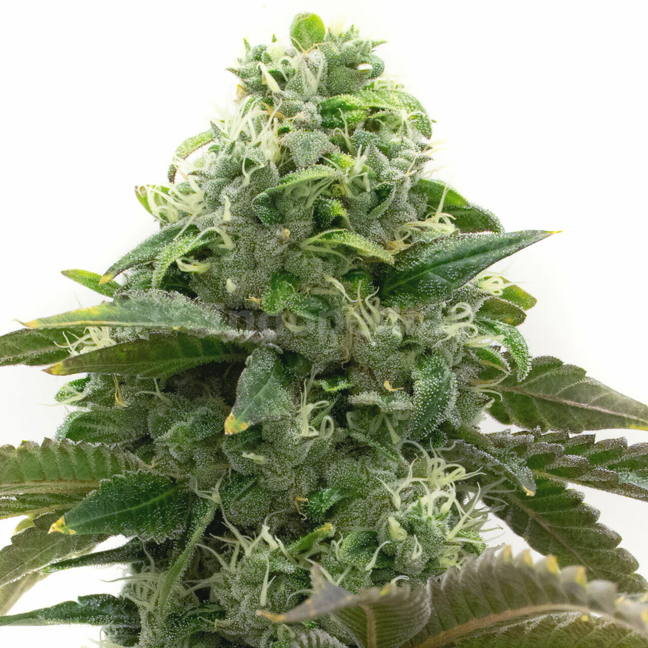 Chocolope Feminized Cannabis Seeds
