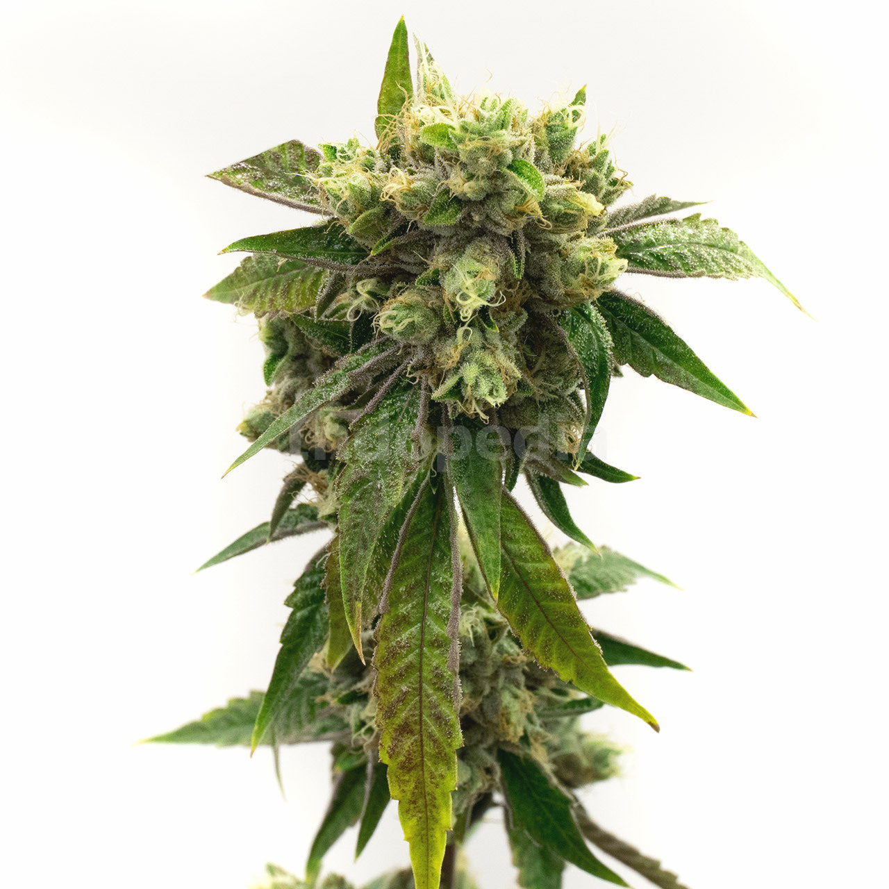 Chronic Widow Feminized Cannabis Seeds