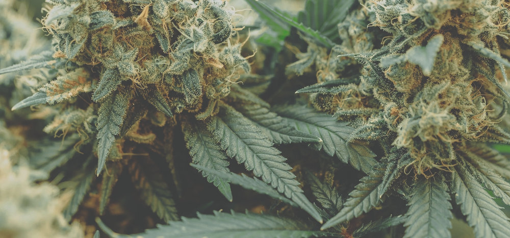closeup macro autoflower marijuana plant buds
