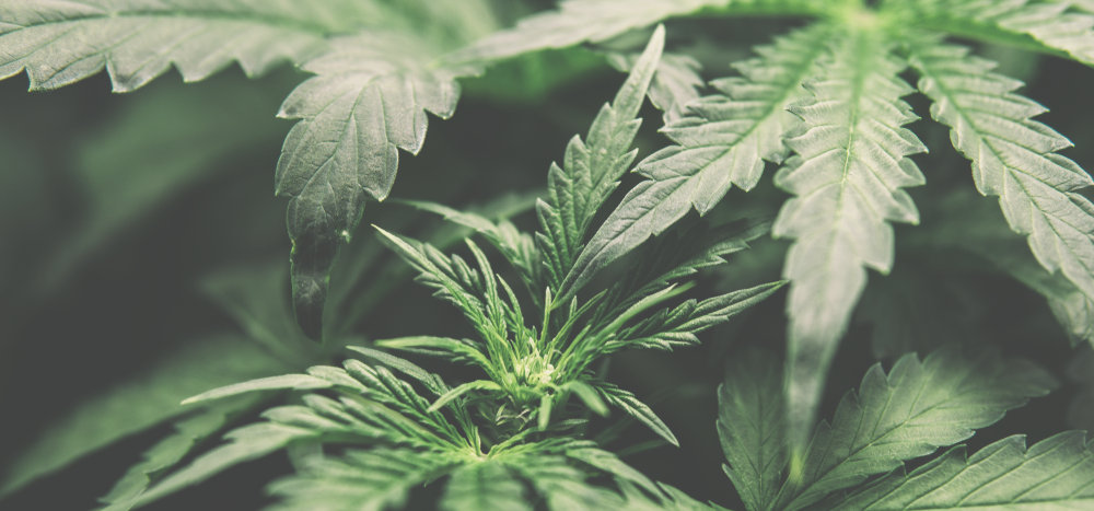 closeup of new growth on marijuana plant