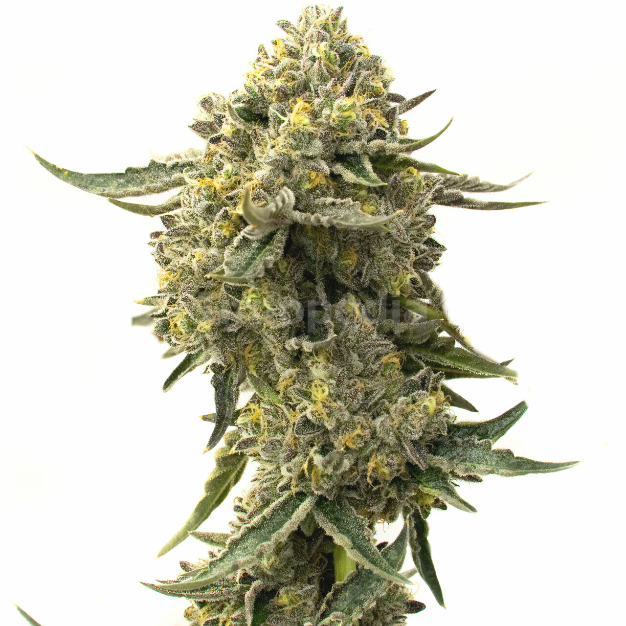 Cookies & Cream Feminized Cannabis Seeds