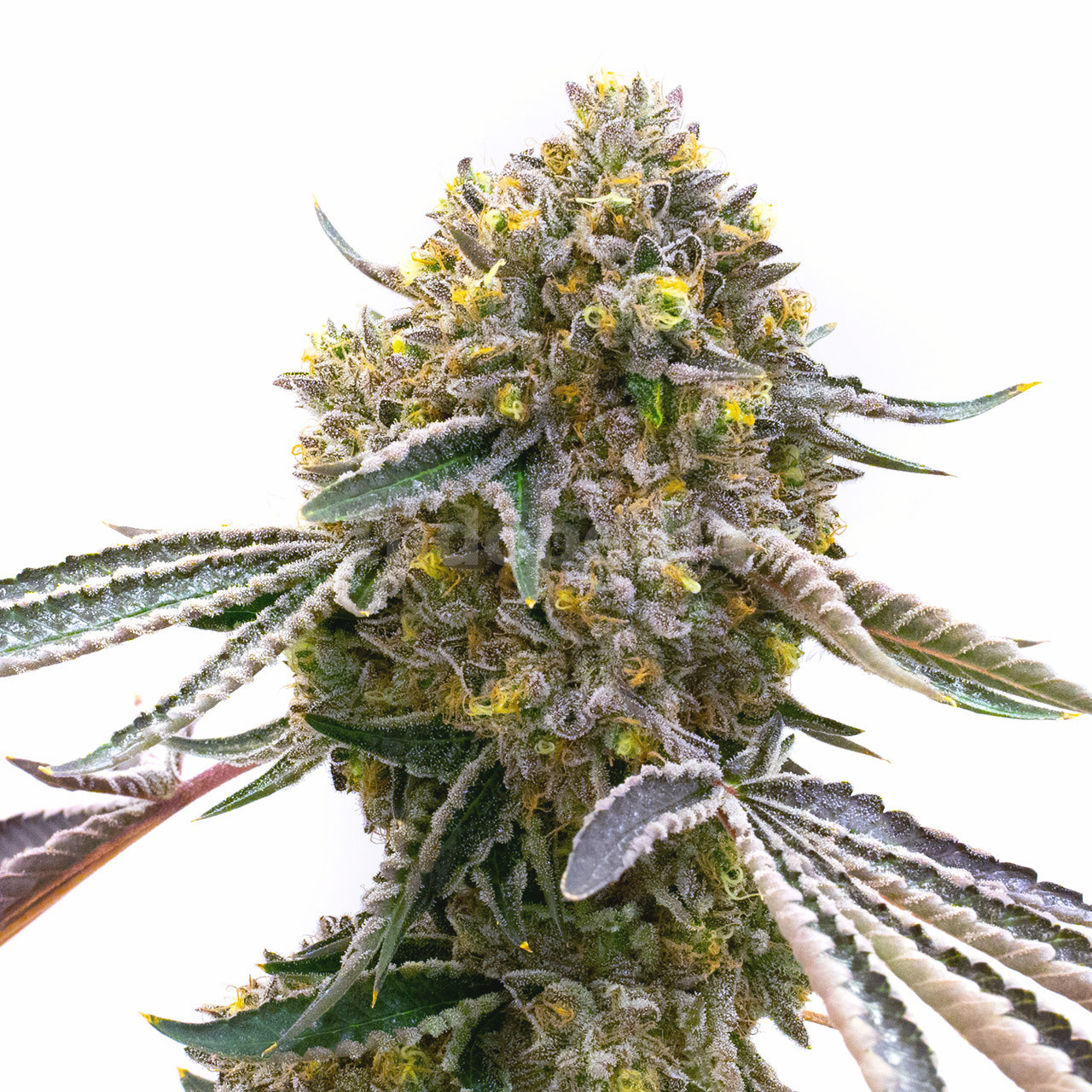 Cream Autoflower Cannabis Seeds