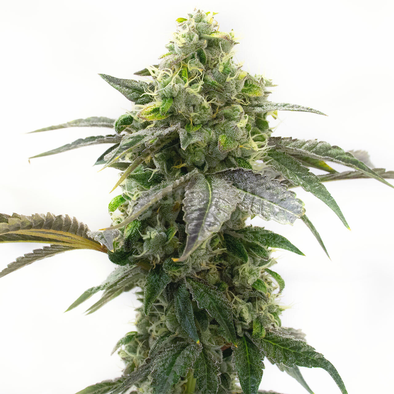 Cream Caramel Feminized Cannabis Seeds