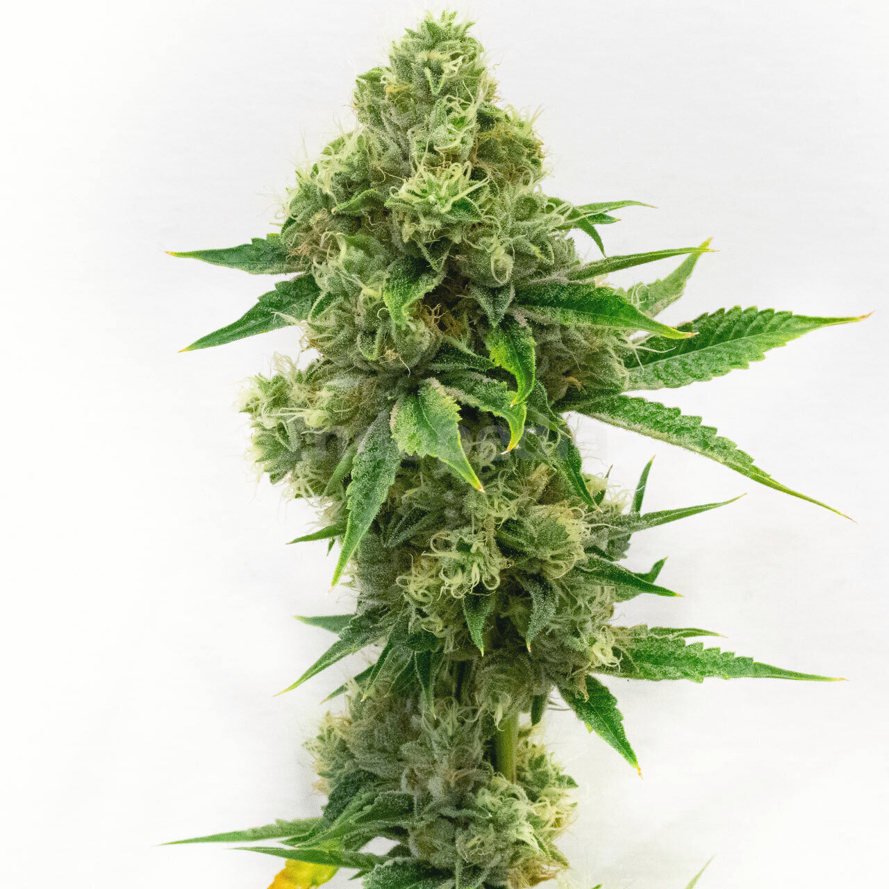 Critical Bilbo Feminized Cannabis Seeds