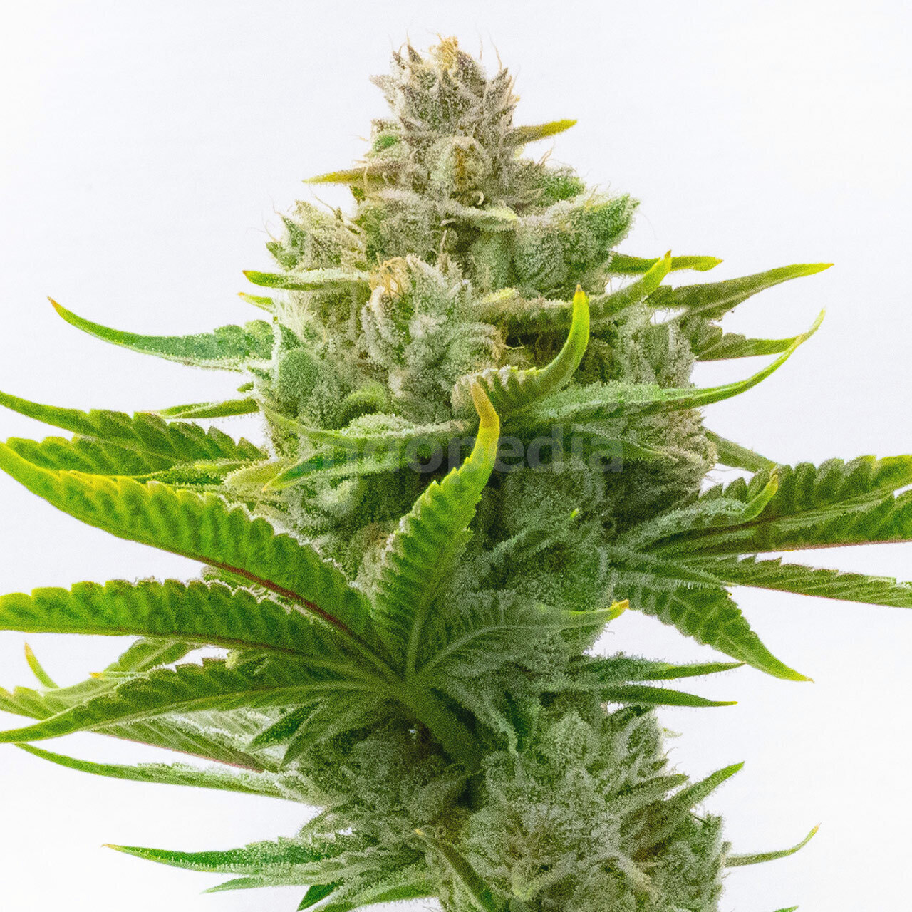 Critical Fast Version Cannabis Seeds