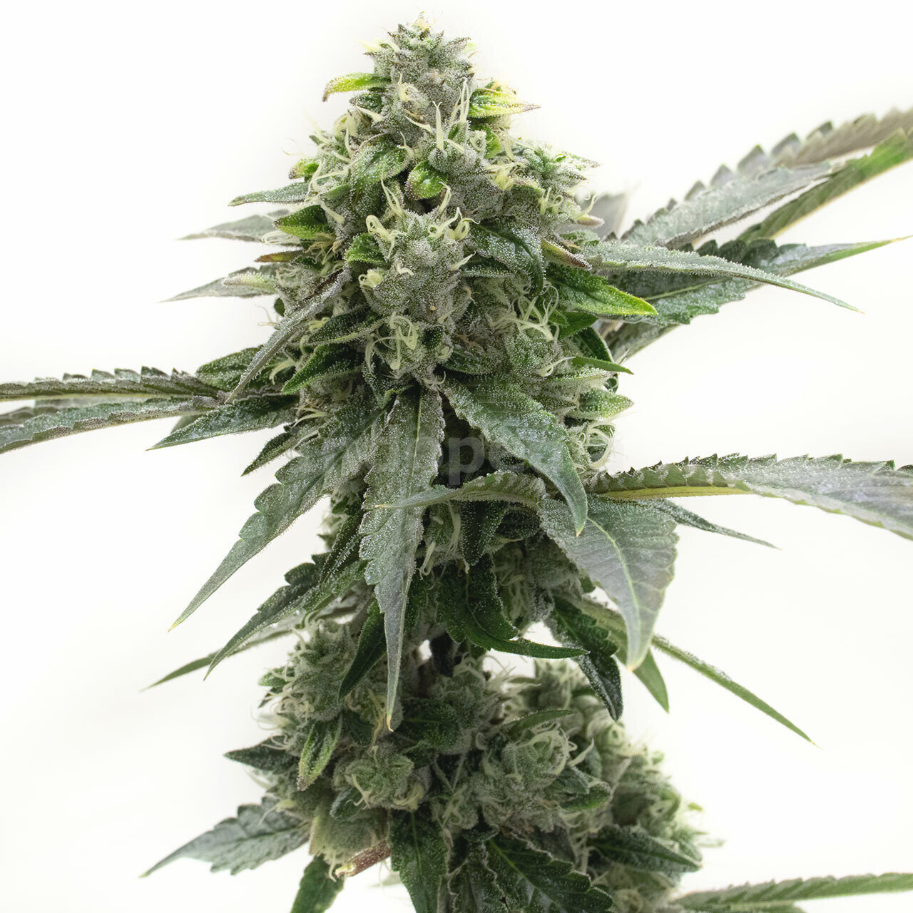 Critical Kush Feminized Cannabis Seeds