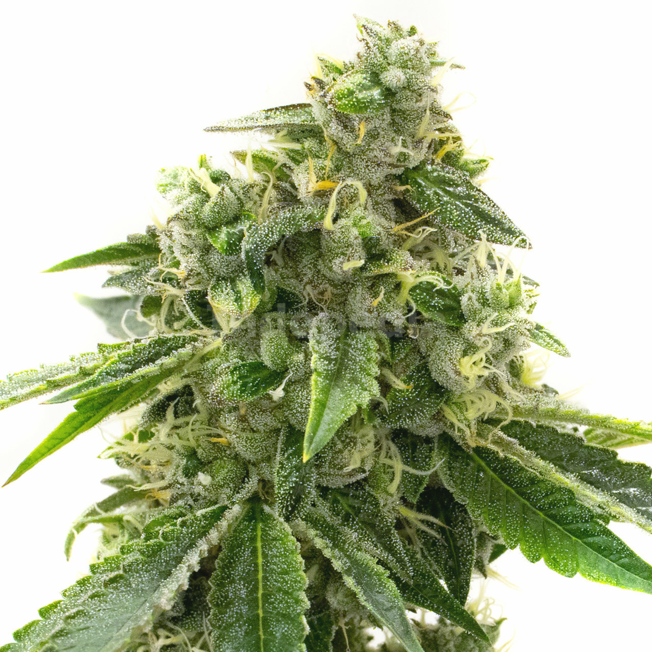 Critical Mass Autoflower Cannabis Seeds