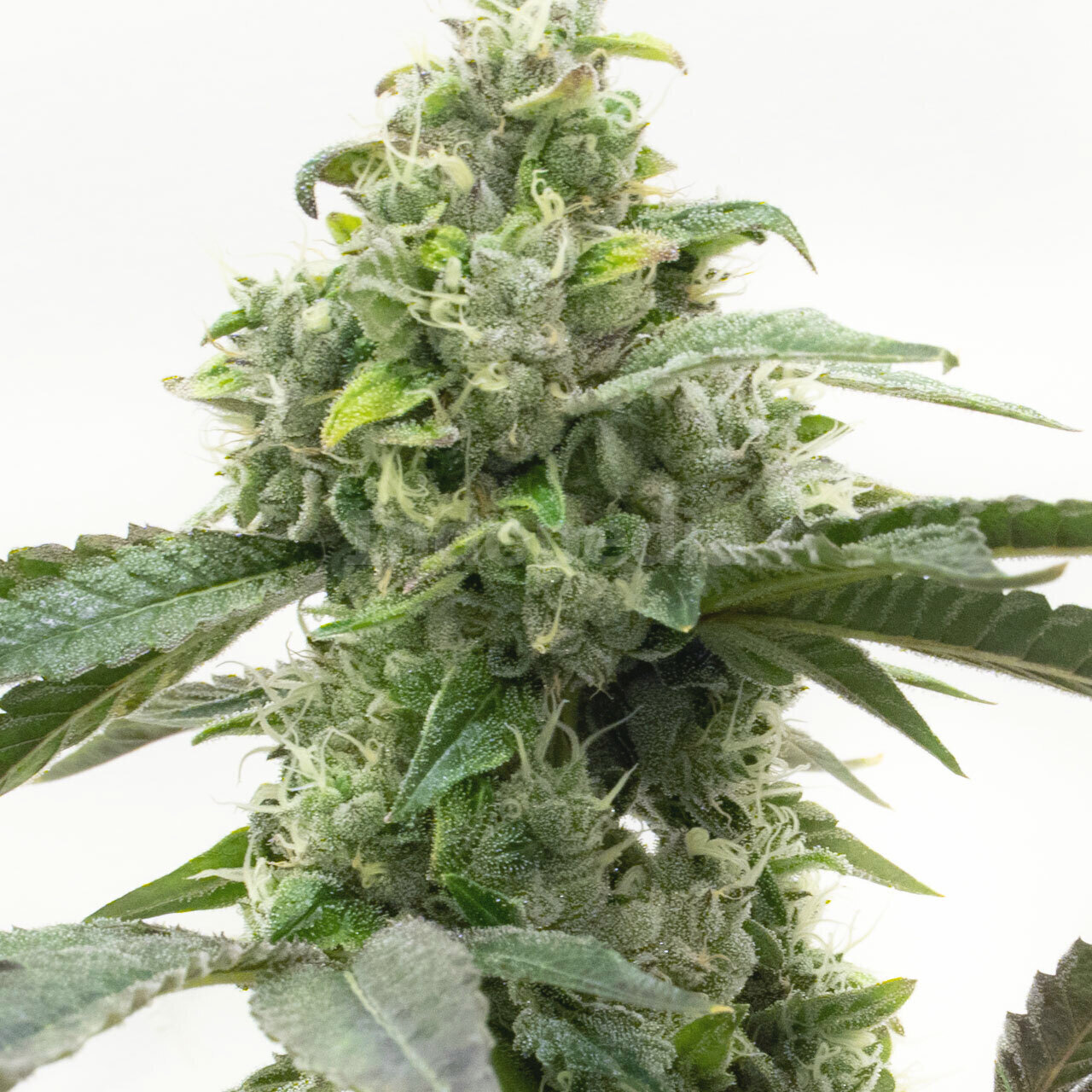 Critical Mass Feminized Cannabis Seeds