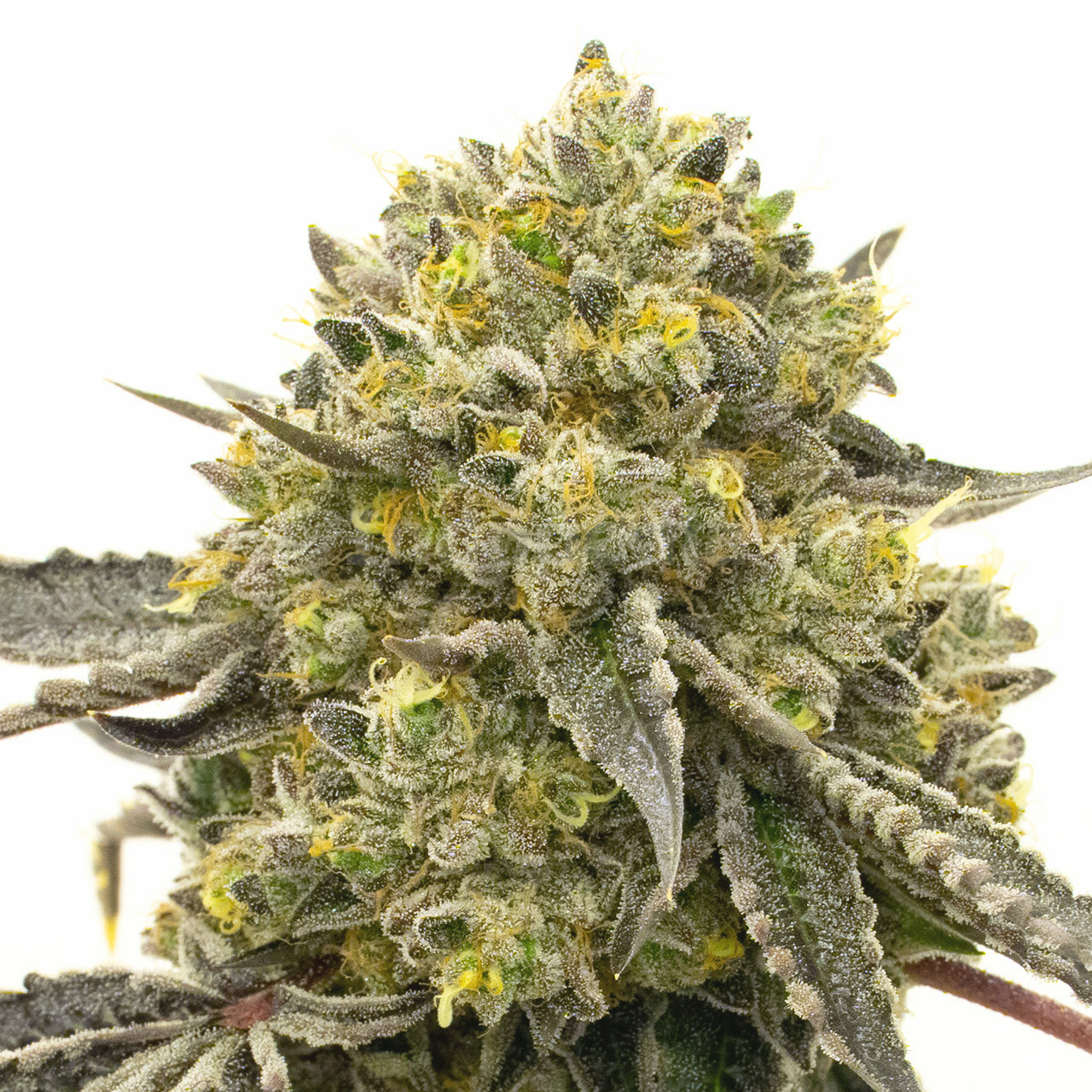 Critical Plus Feminized Cannabis Seeds