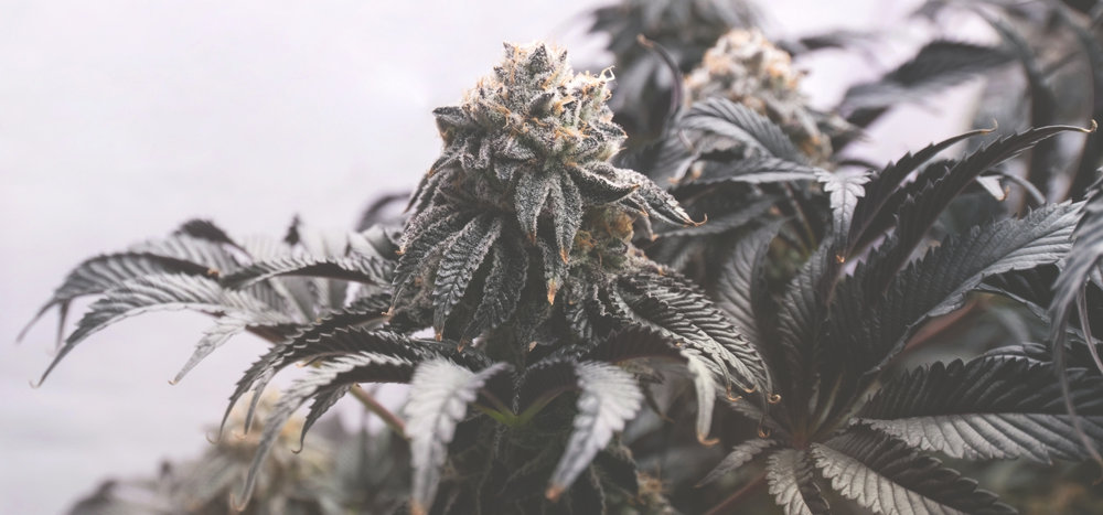 dank bud indica marijuana plant