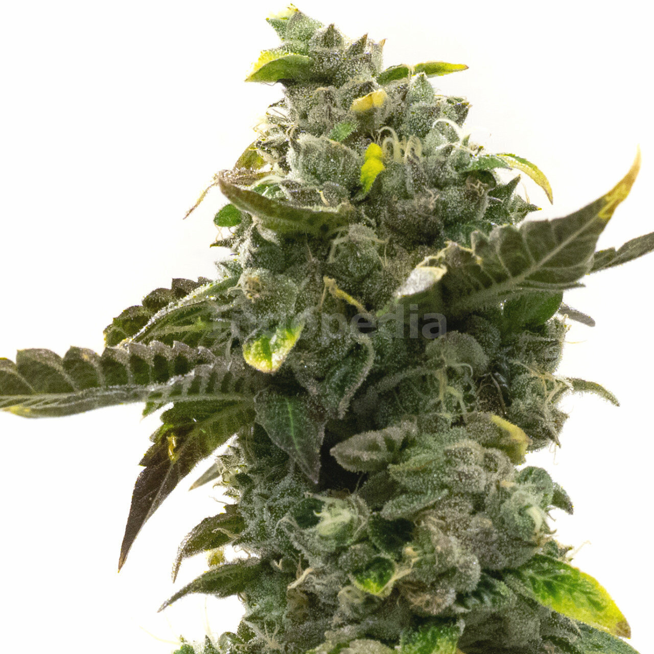 Devil XXL Autoflower Cannabis Seeds