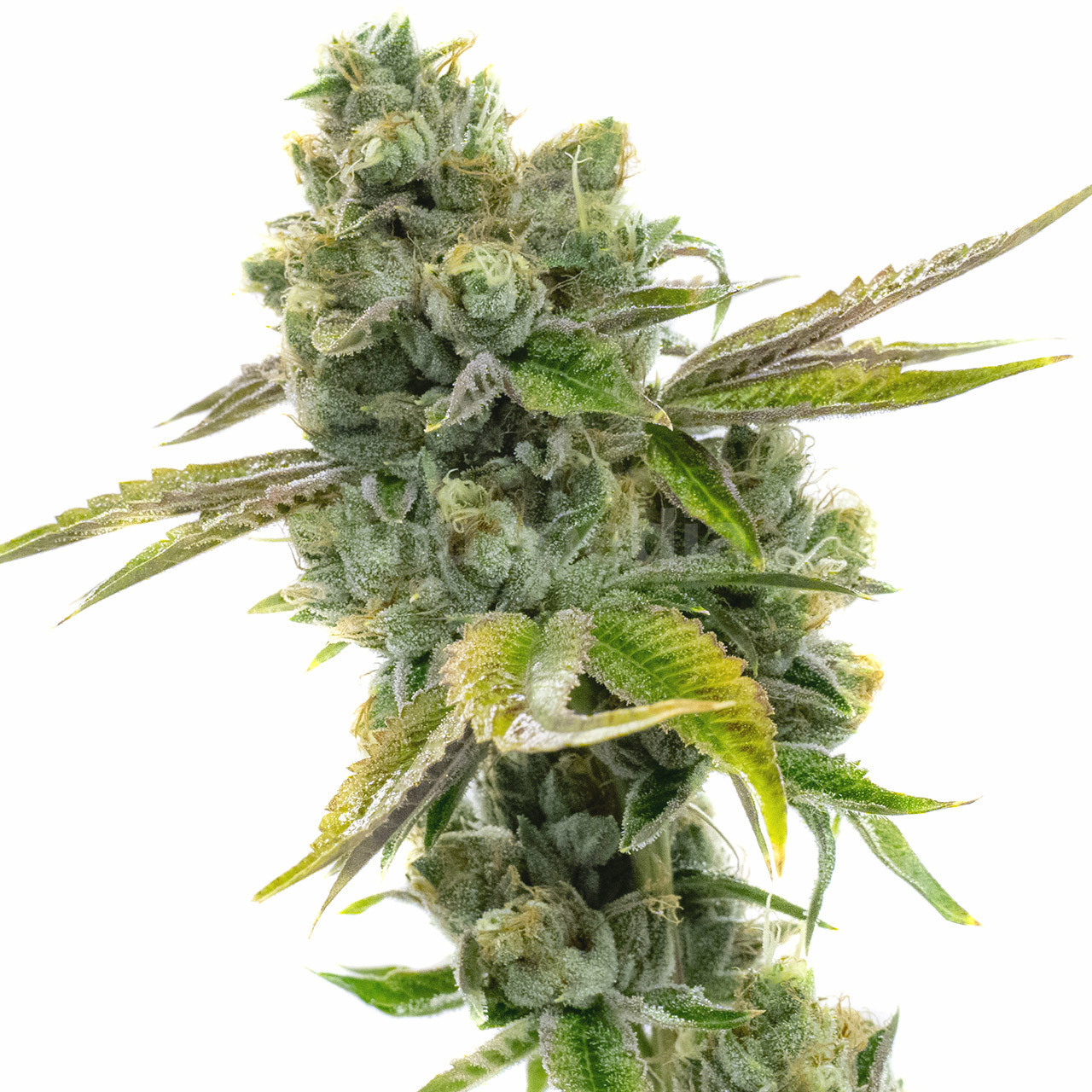 Diesel Autoflower Cannabis Seeds