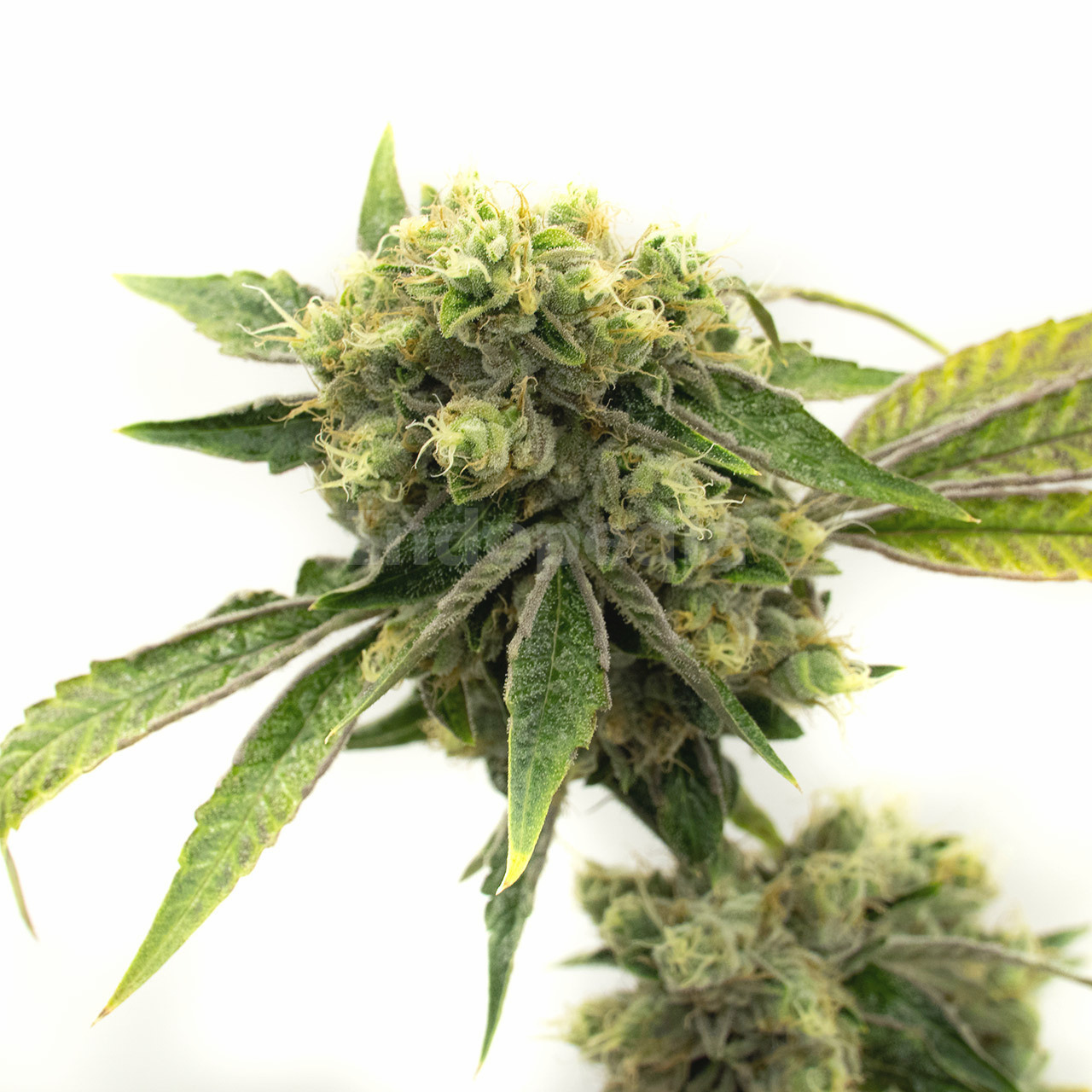 Diesel Feminized Cannabis Seeds