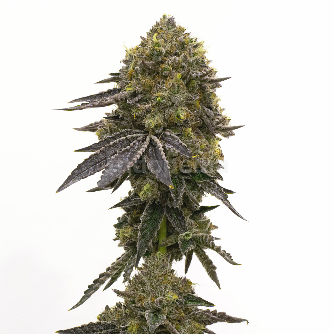 Do-Si-Dos Feminized Cannabis Seeds