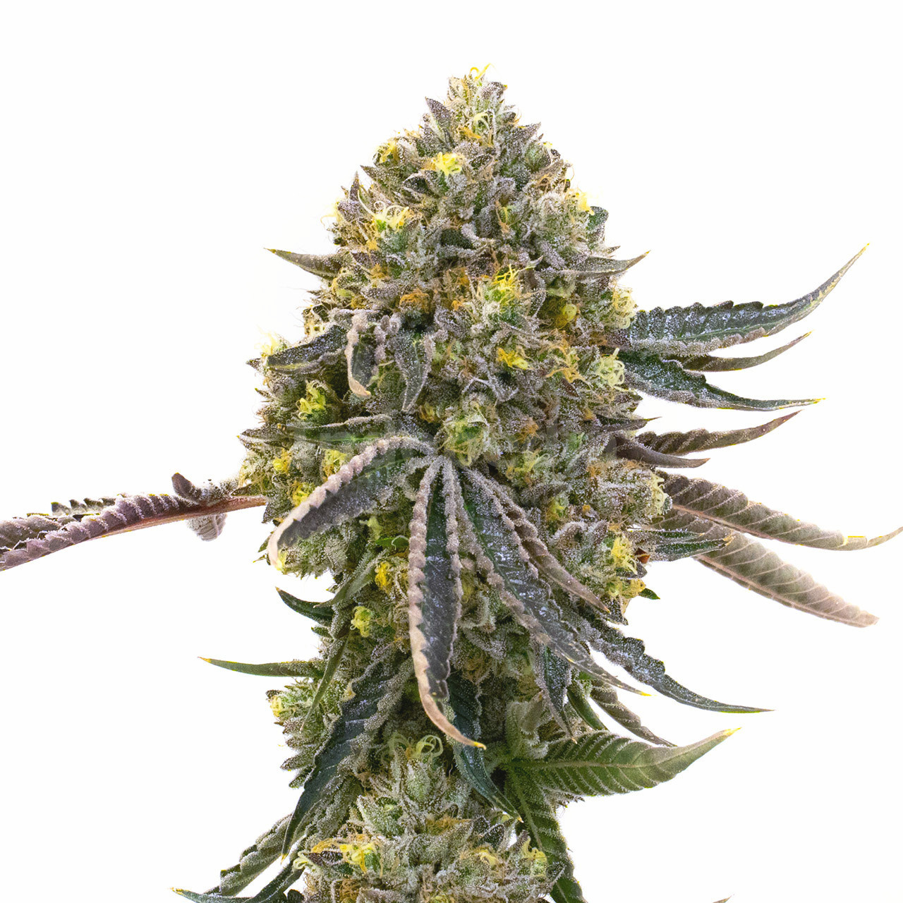 Dolato Feminized Cannabis Seeds