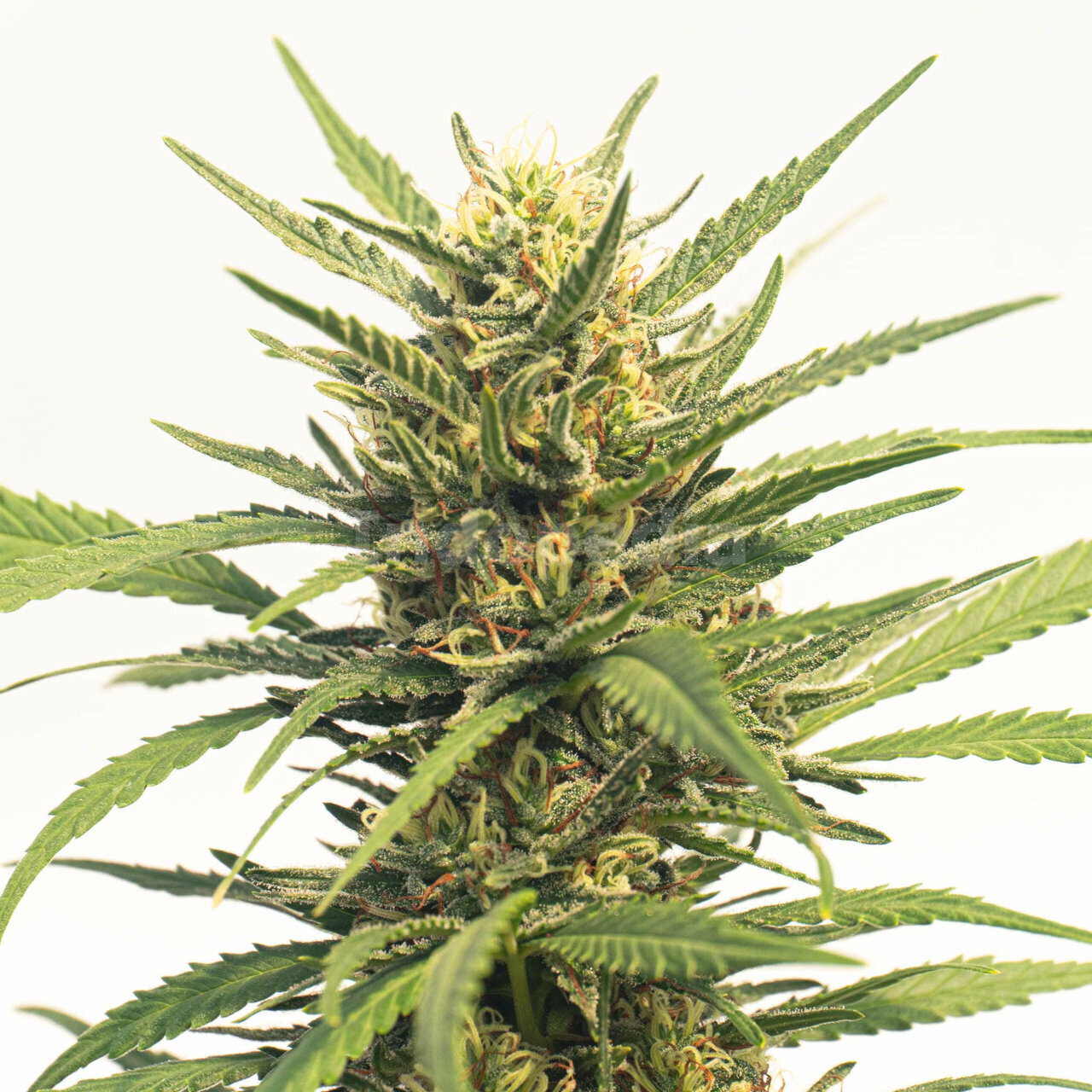 Durban Poison Autoflower Cannabis Seeds
