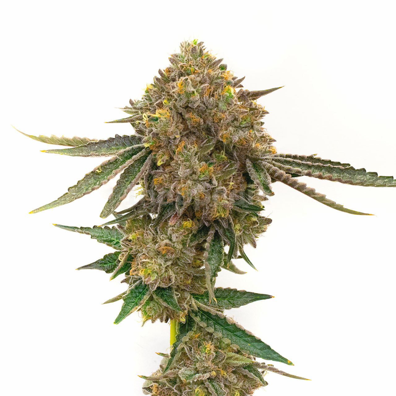 Durban Poison Feminized Cannabis Seeds