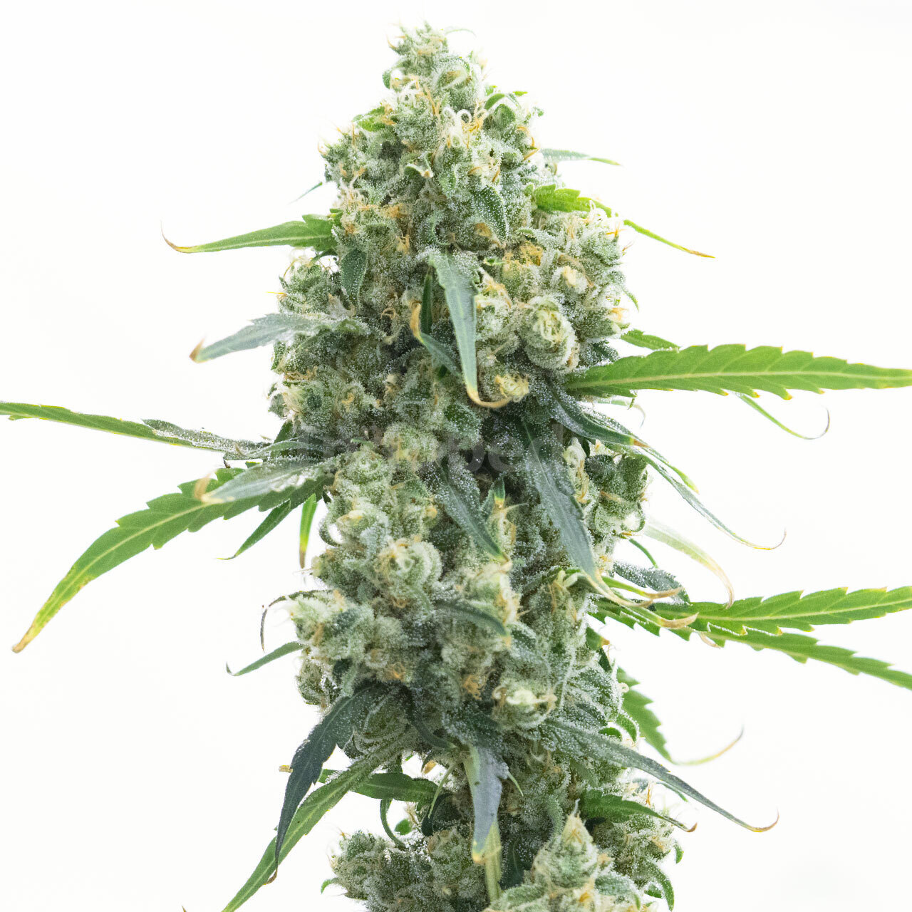 Early Skunk Feminized Cannabis Seeds