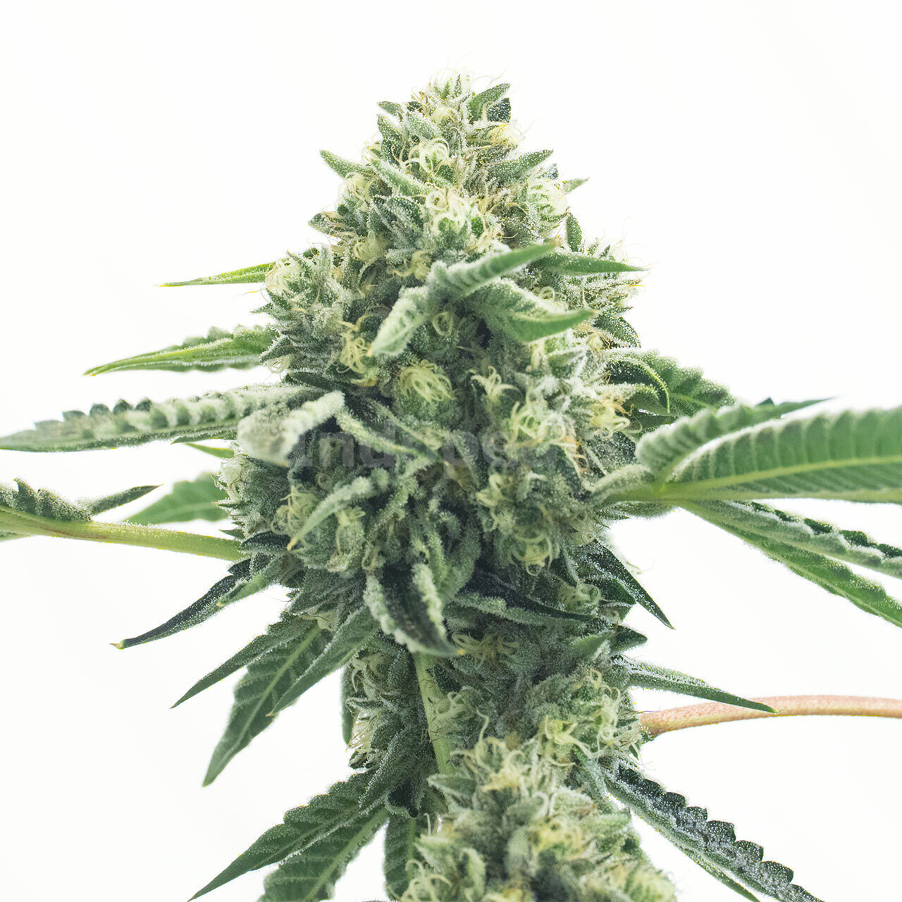 Exodus Cheese Feminized Cannabis Seeds