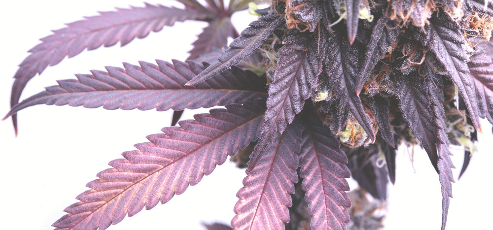 feminized cannabis plant with buds