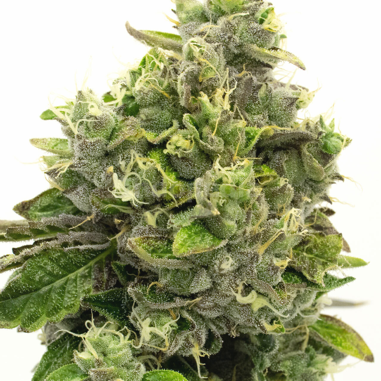 Fire OG Feminized Cannabis Seeds