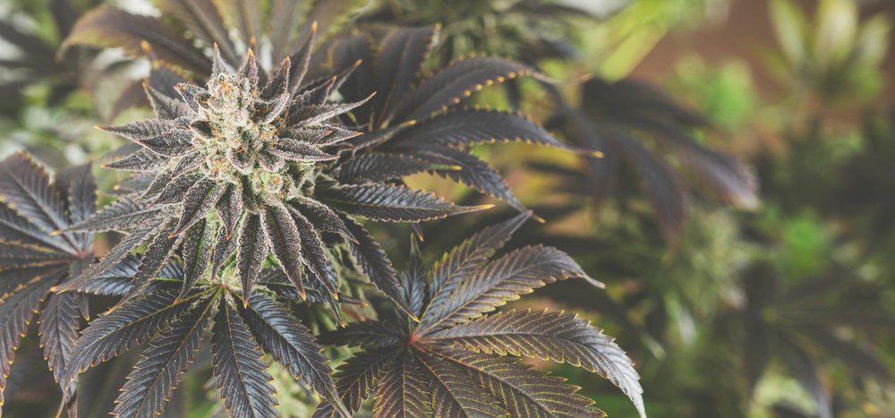 flowering purple cannabis plant