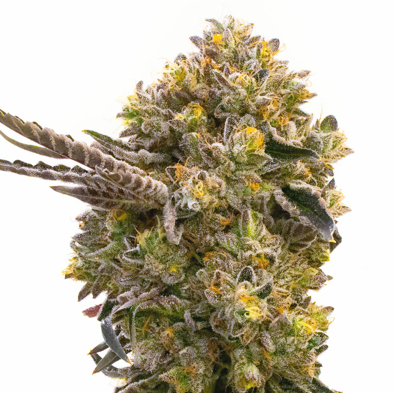 Fruit Autoflower Cannabis Seeds