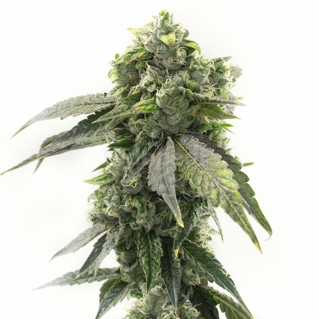 G13 Autoflower Cannabis Seeds