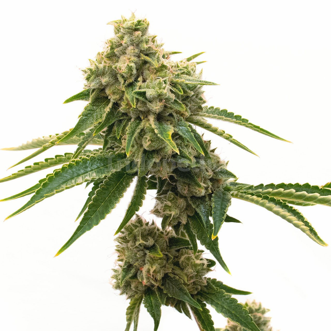 G13 Feminized Cannabis Seeds