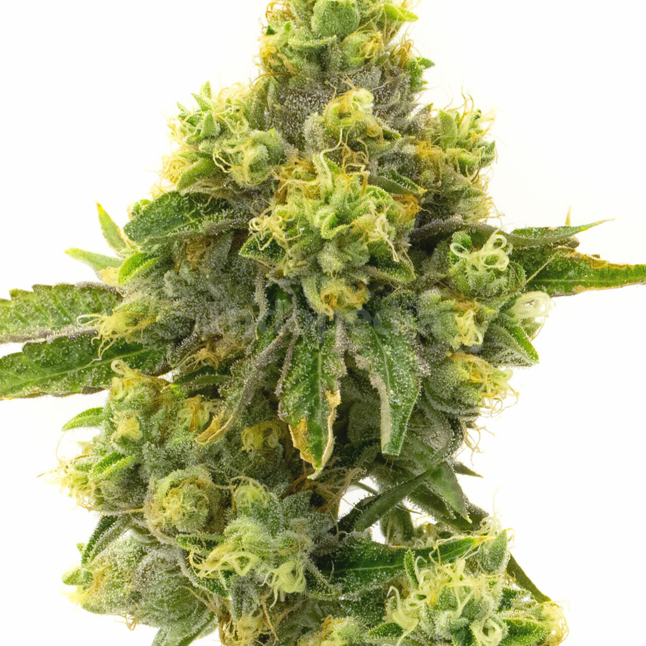 Gelato Feminized Cannabis Seeds