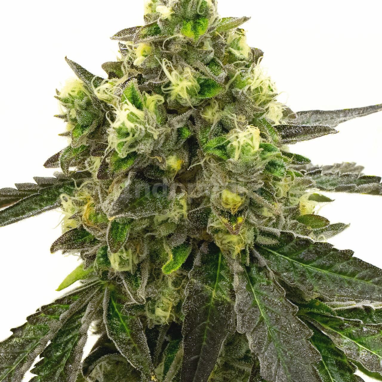 Girl Scout Cookies Feminized Cannabis Seeds