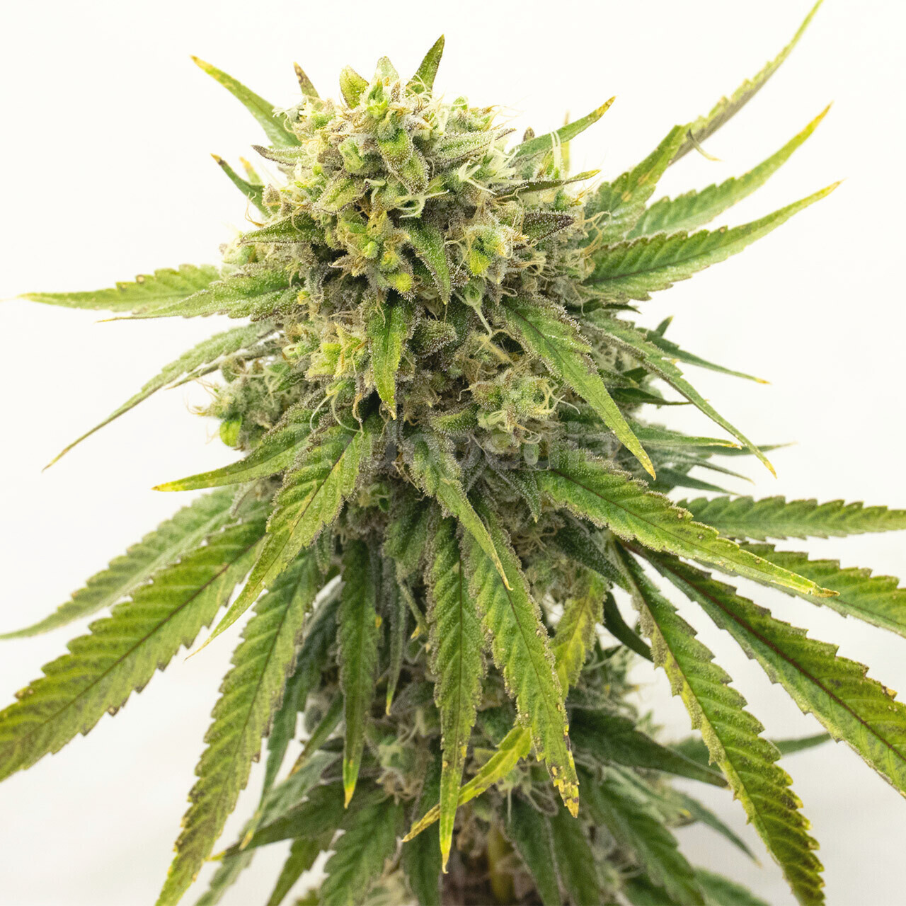 Gold Leaf Autoflower Cannabis Seeds