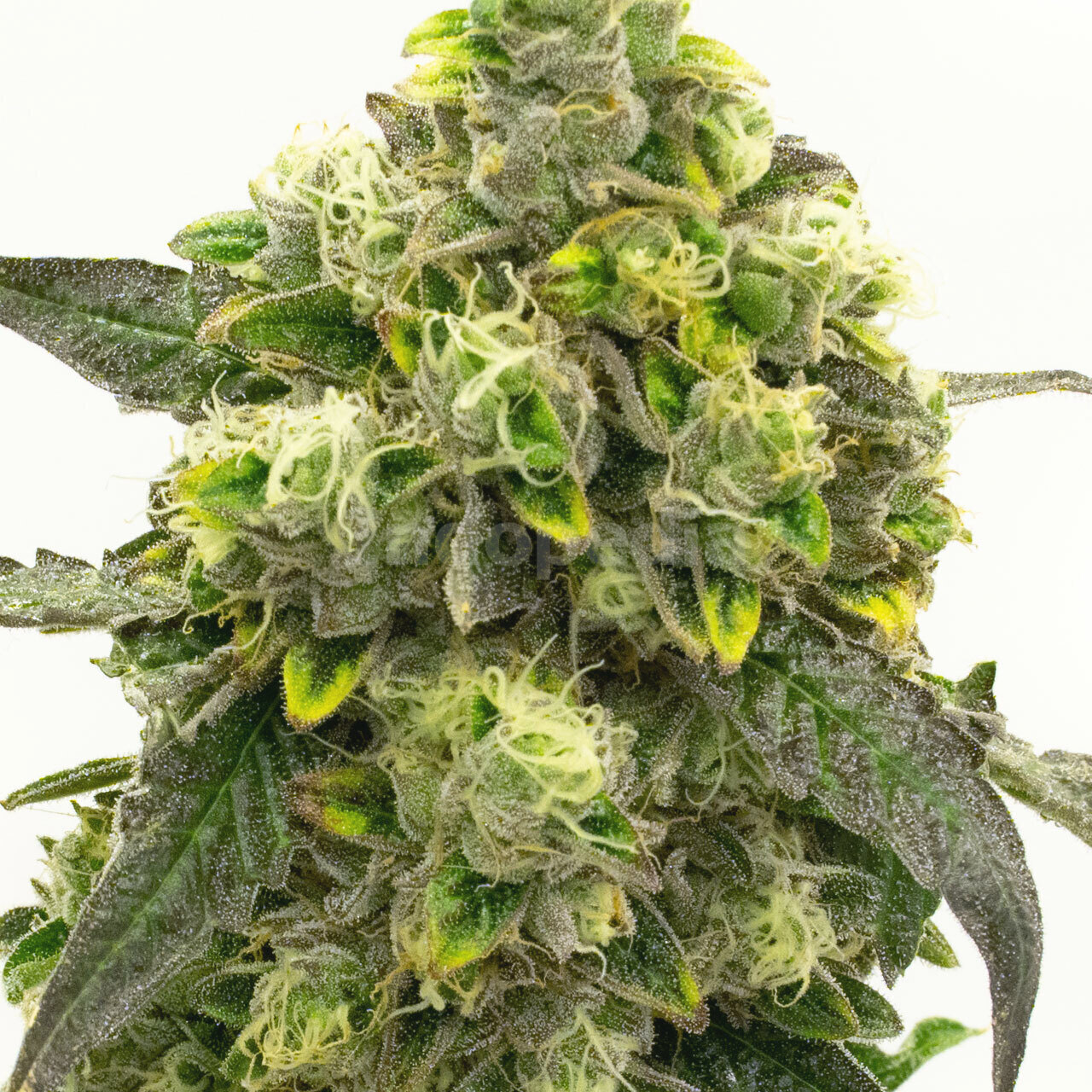 Gold Leaf Feminized Cannabis Seeds