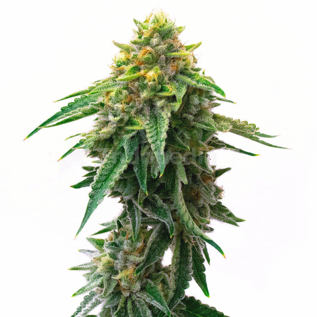 Gorilla Glue #4 Autoflower Cannabis Seeds