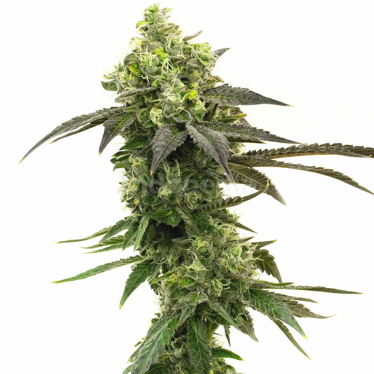 Gorilla Glue #4 Feminized Cannabis Seeds