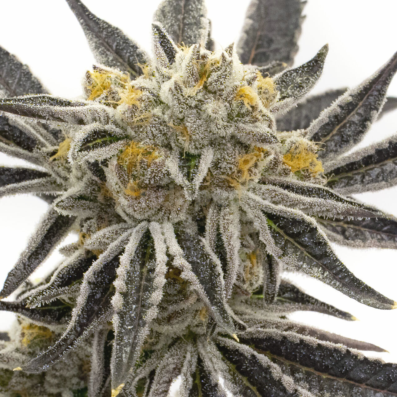 Granddaddy Purple Feminized Cannabis Seeds