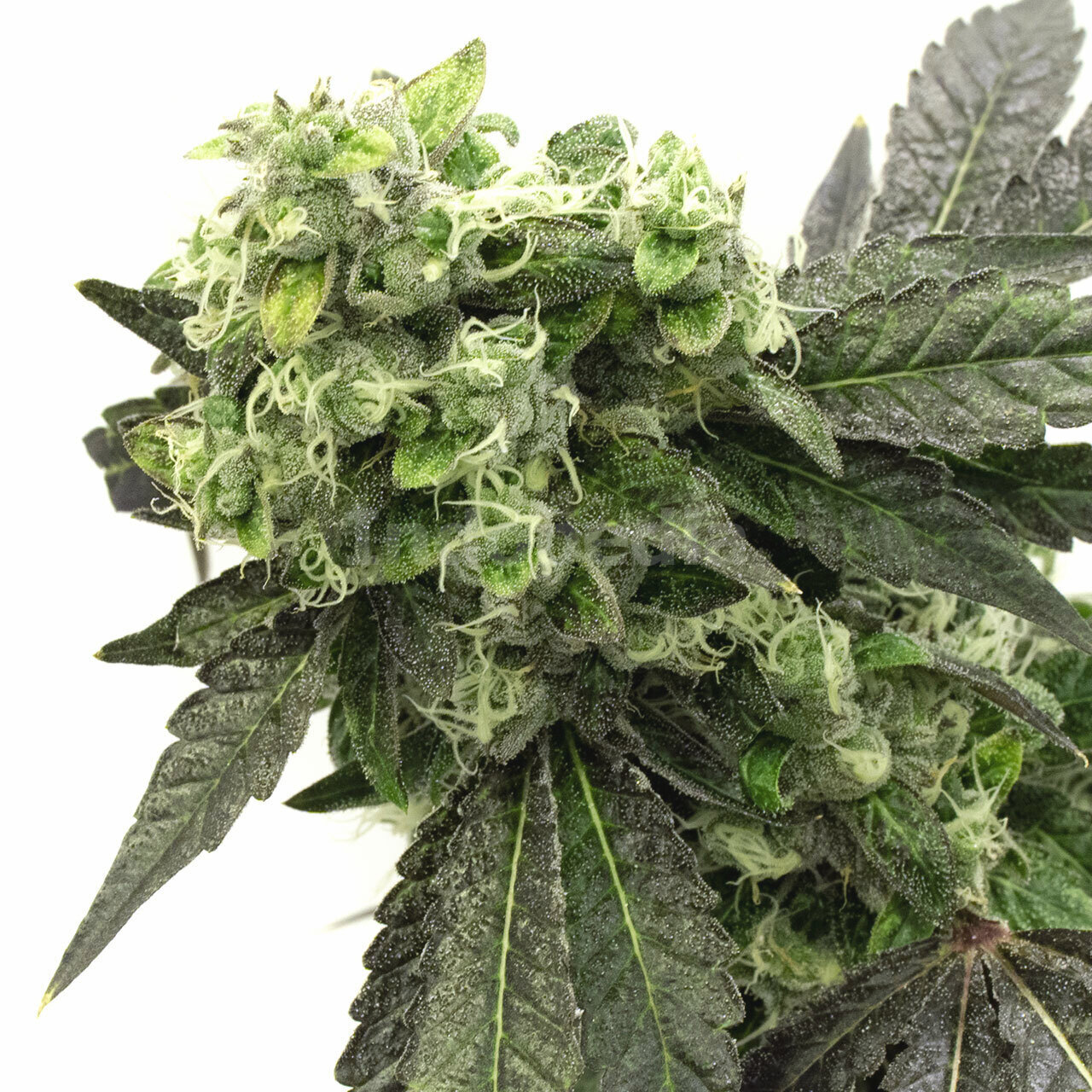 Grape Ape Feminized Cannabis Seeds