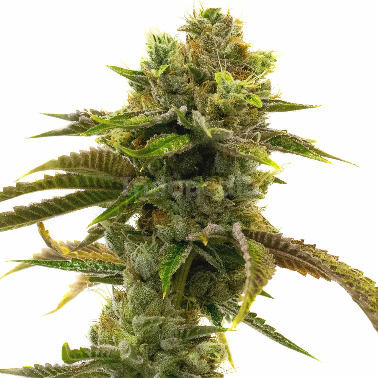 Grapefruit Autoflower Cannabis Seeds