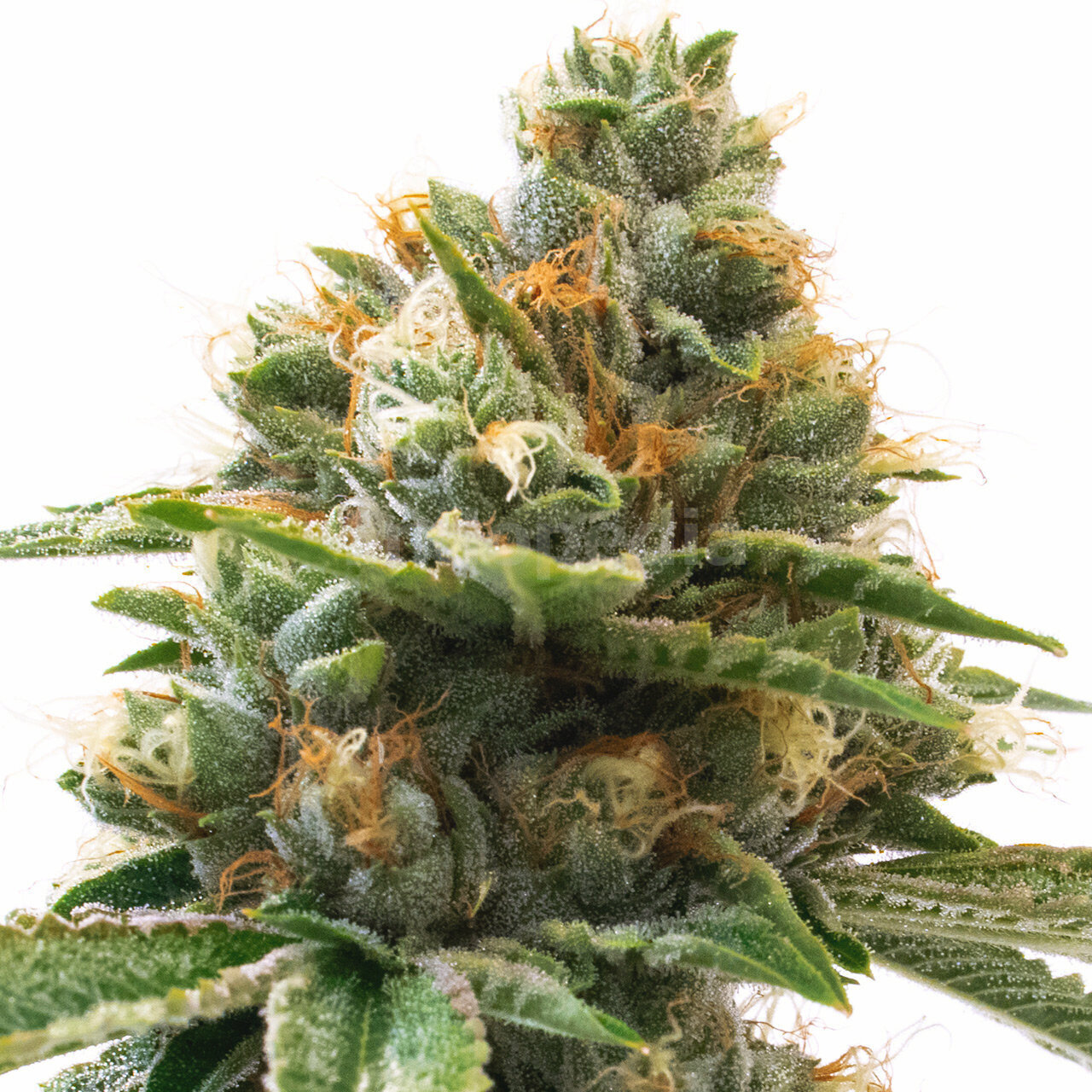 Grapefruit Feminized Cannabis Seeds