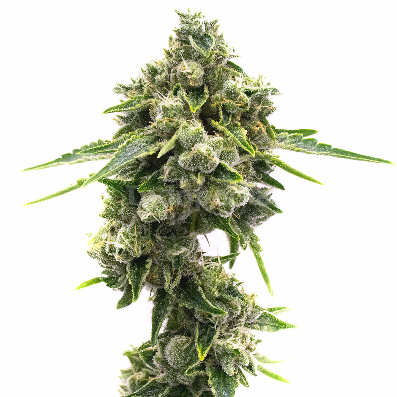 Great White Shark Feminized Cannabis Seeds